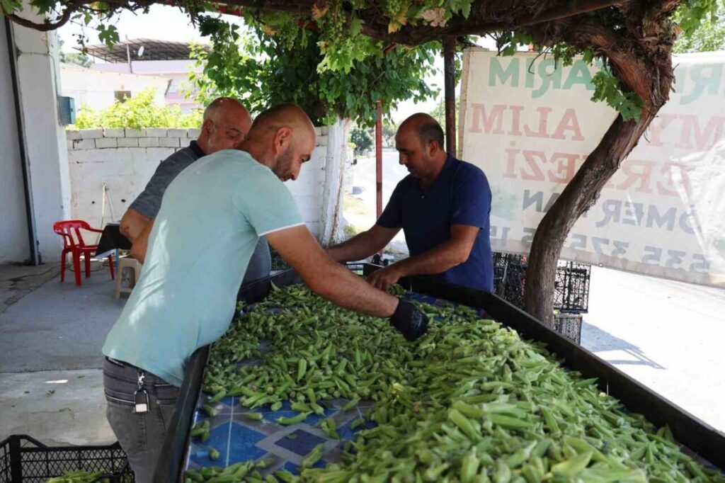 aydinin bamyasi turkiyenin dort bir yanina gonderiliyor 71d4d818c81b
