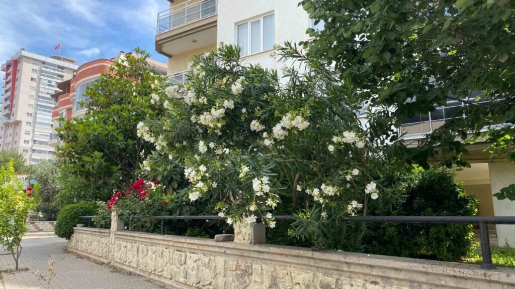 aydinin cadde ve sokaklari cicek acti d51aaab097a6