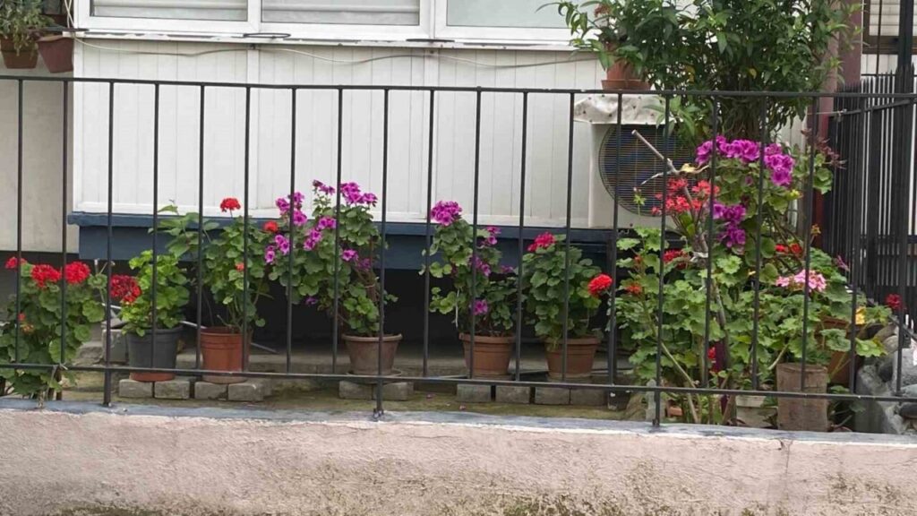 aydinin cadde ve sokaklari cicek acti e33a913683d6