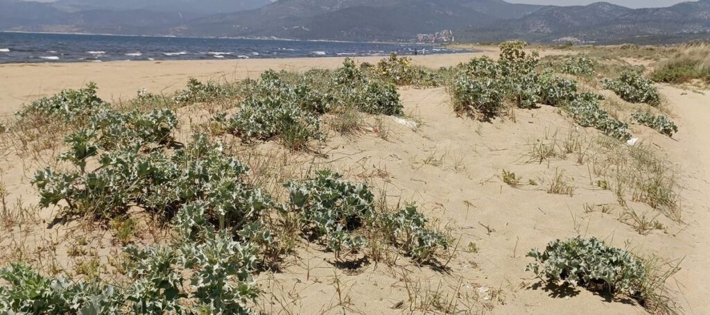baskan surucu kusadasi sinirindaki dogal alana dikkat cekti e74a417c54ba