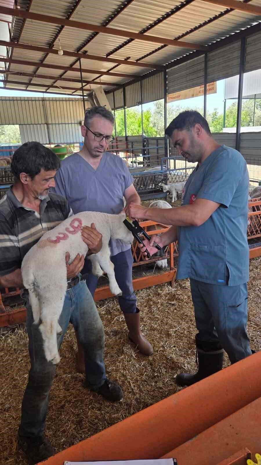 bozdoganda hayvan sagligi ekipleri sahada 8b49f694698c