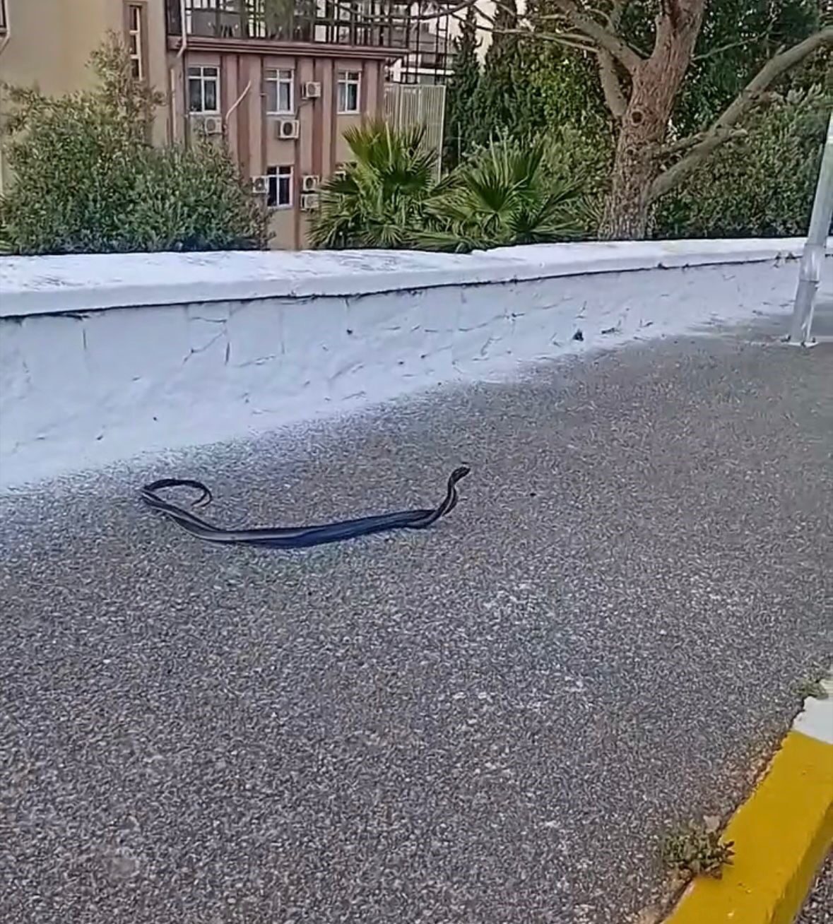 Bozdoğan’da yılanların çiftleşme dansı kamerada 8 Bozdoğan’da yılanların çiftleşme dansı kamerada
