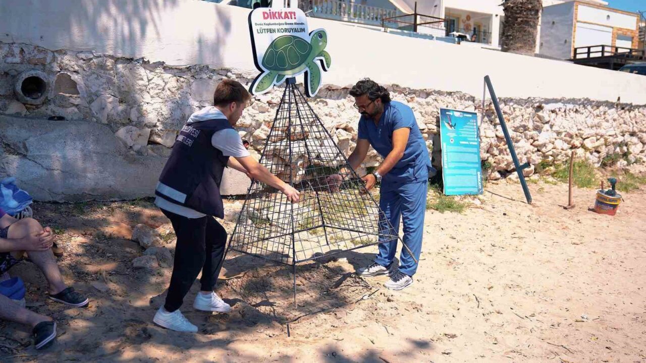 Didim Belediyesi deniz kaplumbağalarının yuvalama alanlarını koruma altına aldı 1 didim belediyesi deniz kaplumbagalarinin yuvalama alanlarini koruma altina aldi dc1cb53dc80e