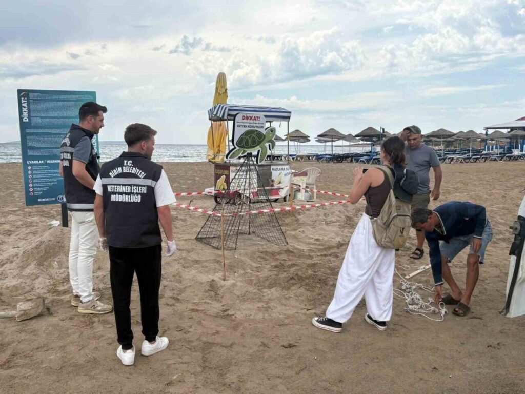 didim belediyesi ekiplerinin dikkati carettayi cakallardan korudu 3dd85356351e
