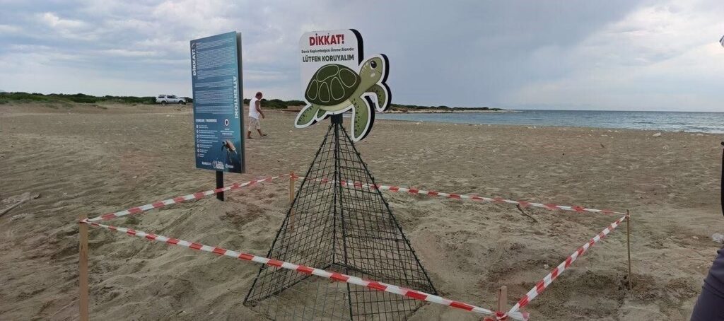 didim belediyesi ekiplerinin dikkati carettayi cakallardan korudu 4dfdcb71ec17