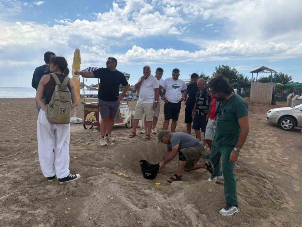 didim belediyesi ekiplerinin dikkati carettayi cakallardan korudu fbe4fb6d54bf