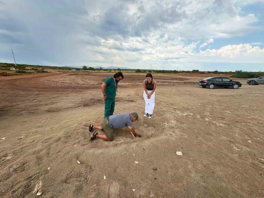 didim belediyesi ekiplerinin zamaninda mudahalesi caretta carettayi kurtardi d345f04627e3