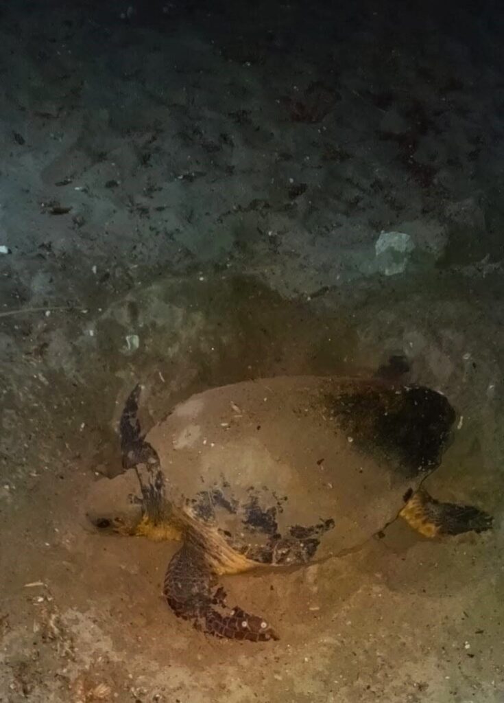 didimde ikinci caretta yuvasi koruma altina alindi 4d973a52b4f1