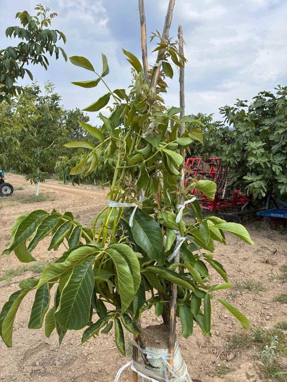 kocarlida cevizde cesit degistirme asisi basariya ulasti 856e75b2cffa