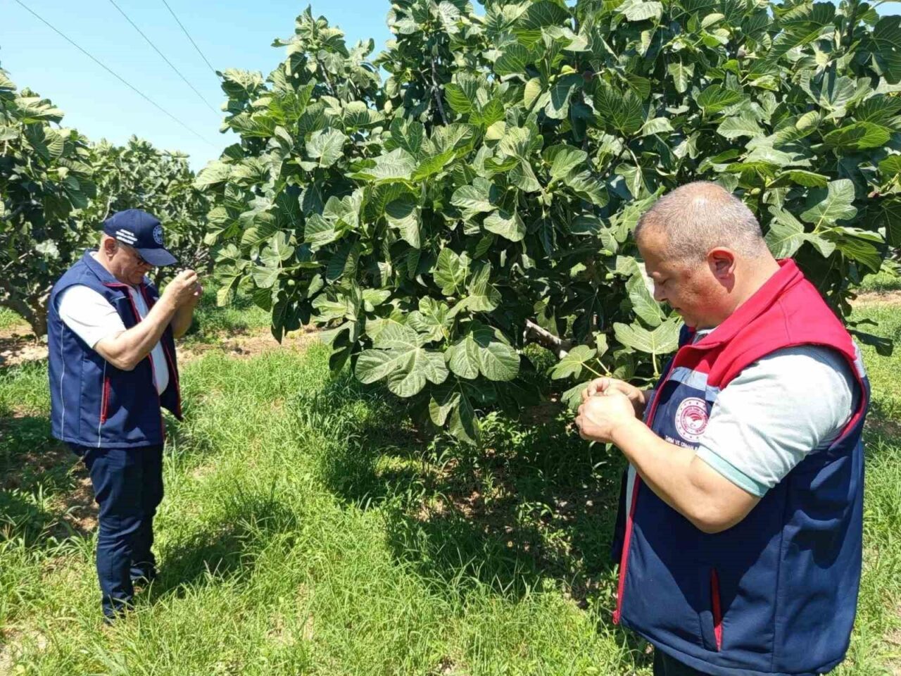 Kuyucak’ta incir üreticilerine zararlı uyarısı