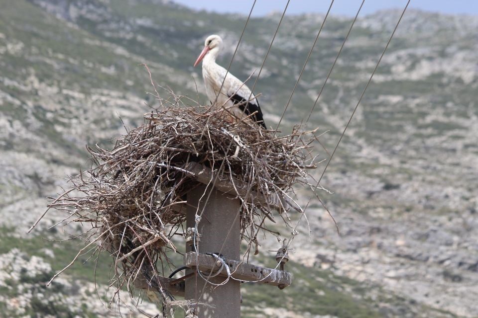 Riskli durumdaki leylek yuvası güvenli hale getirildi 1 riskli durumdaki leylek yuvasi guvenli hale getirildi e5b862a882e7