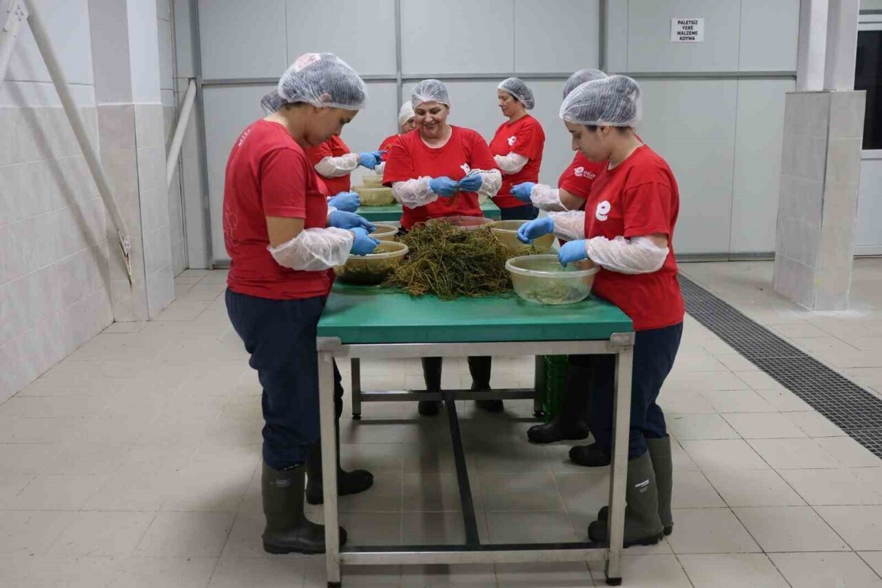 Tarımsal Ürün Fabrikası ile kadınlar üretiyor Efeler kazanıyor