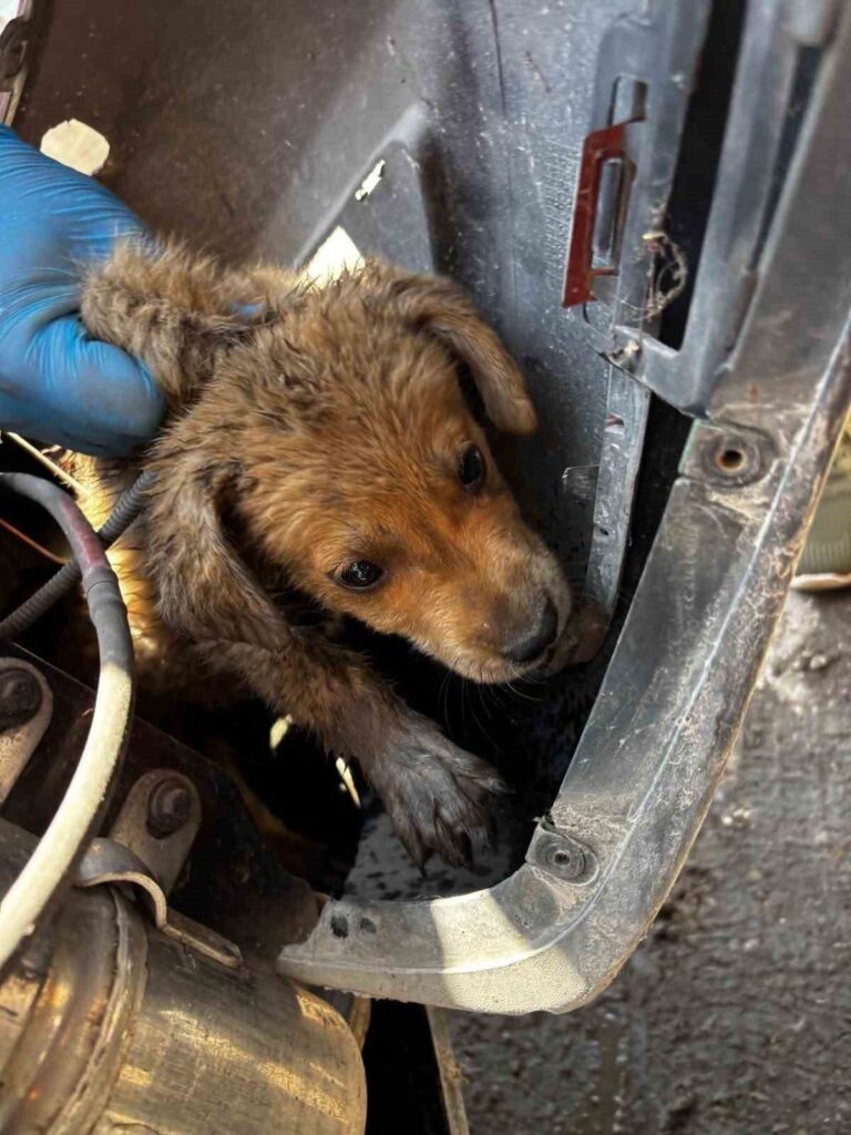 Söke'de hareketli dakikalar: Yavru köpek araç tamponuna sıkıştı 3 arac tamponuna sikisan yavru kopegi veteriner hekimler kurtardi 4dede4b45529