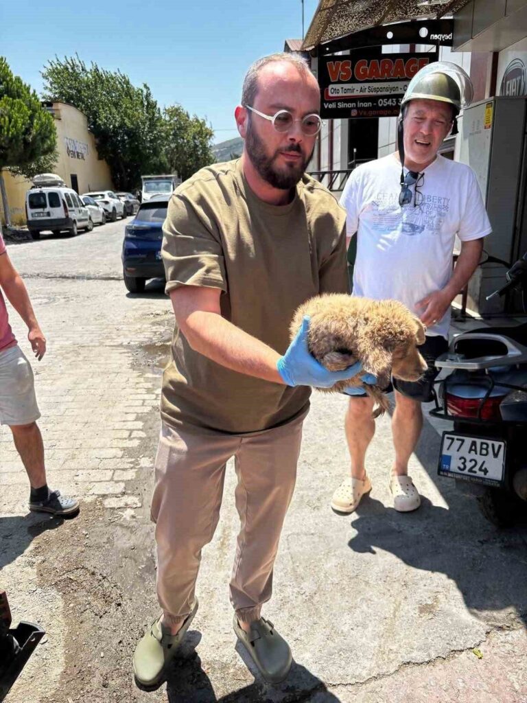 Söke'de hareketli dakikalar: Yavru köpek araç tamponuna sıkıştı 4 arac tamponuna sikisan yavru kopegi veteriner hekimler kurtardi c2059183d63e