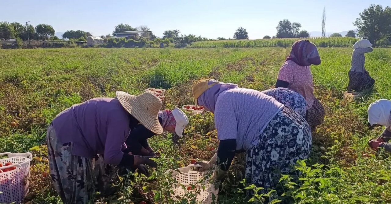 Aydın’da 12 bin 94 dekarda domates hasadı sürüyor