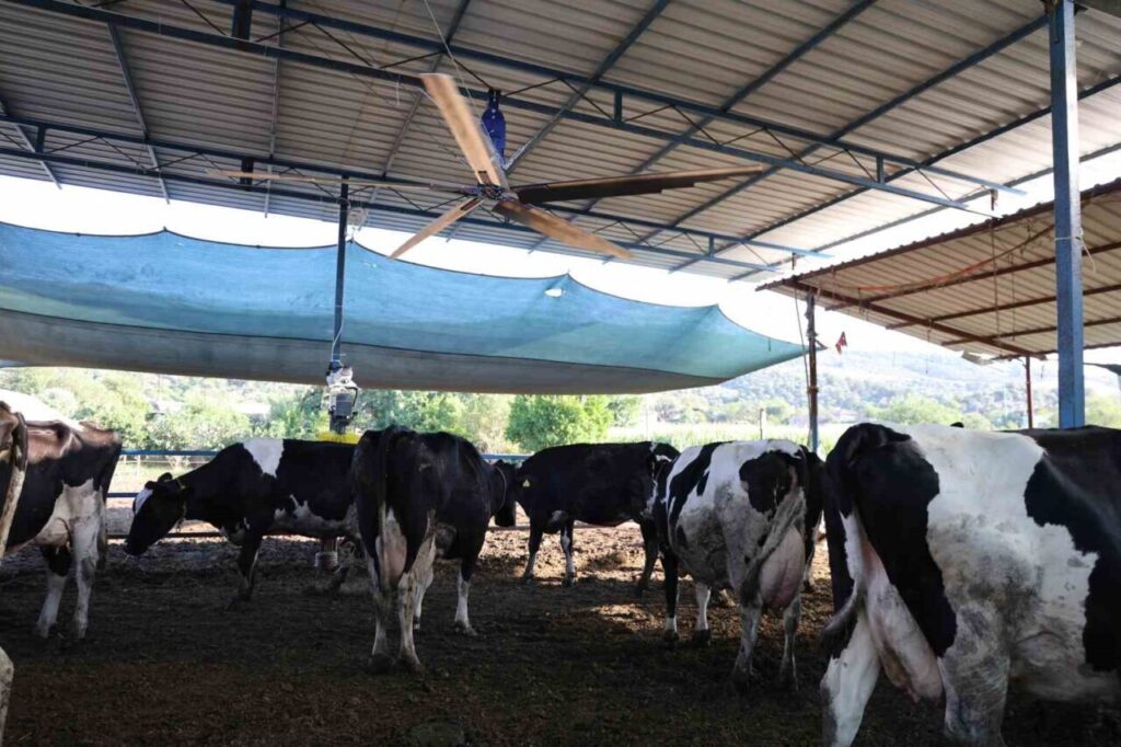 Aydın’da çöl sıcakları inekleri strese soktu; ahırlar vantilatör ile serinletiliyor 2 aydinda col sicaklari inekleri strese soktu ahirlar vantilator ile serinletiliyor b64d5a951b7f