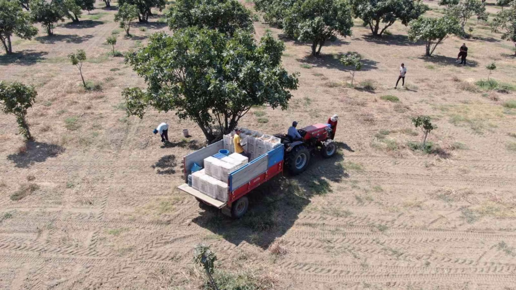 aydinda incirin kalitesini koruyacak yeni valilik tebligi yururluge girdi 1cb280d6a473