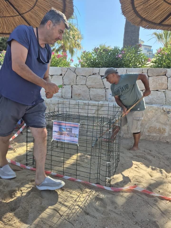Aydın’ın Kuşadası ve Didim kıyılarında caretta hareketliliği 3 aydinin kusadasi ve didim kiyilarinda caretta hareketliligi 74c21469e564