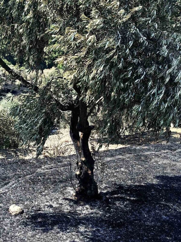 Bozdoğan’daki yangının ardından hasar tespit çalışmaları başladı 7 bozdogandaki yanginin ardindan hasar tespit calismalari basladi d6d2781adb24