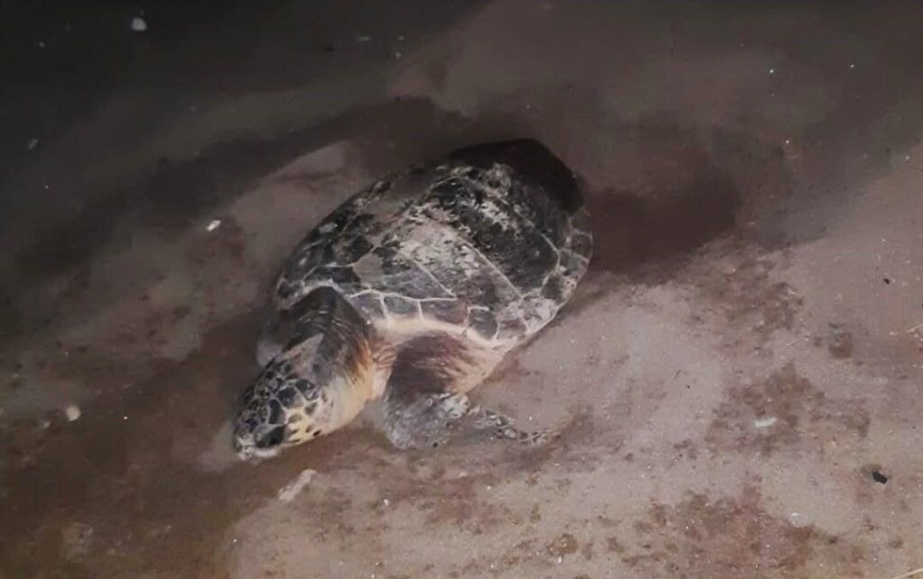 caretta caretta yuvasi koruma altina alindi ec8b649eccc5