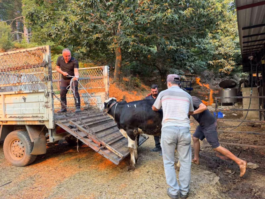 Çine’de Şennur teyzenin yardımına Aydın Büyükşehir yetişti 4 cinede sennur teyzenin yardimina aydin buyuksehir yetisti 9d72eb1ad0d1