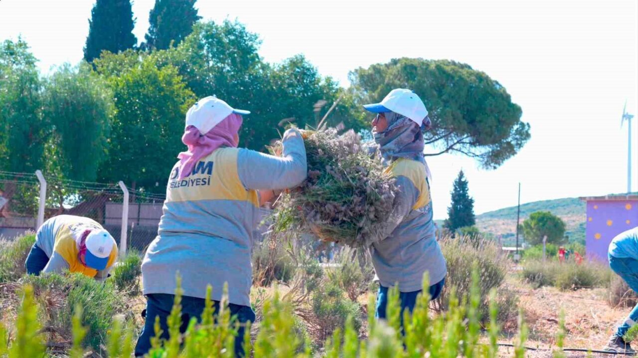 Didim Belediyesi Akköy Fidanlığı’nda lavanta hasadı gerçekleştirildi