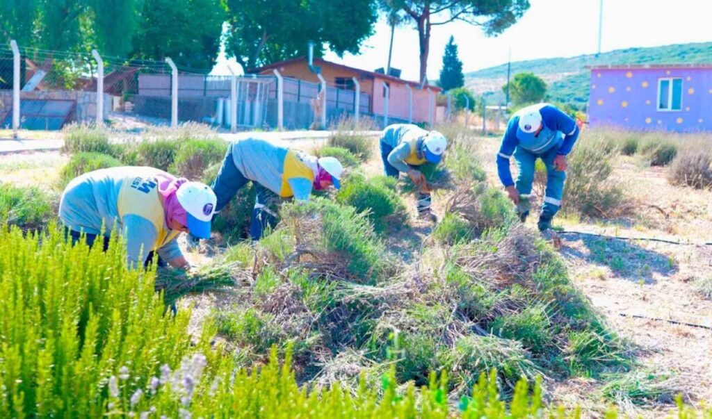 Didim Belediyesi Akköy Fidanlığı’nda lavanta hasadı gerçekleştirildi 3 didim belediyesi akkoy fidanliginda lavanta hasadi gerceklestirildi 545b865e9b13
