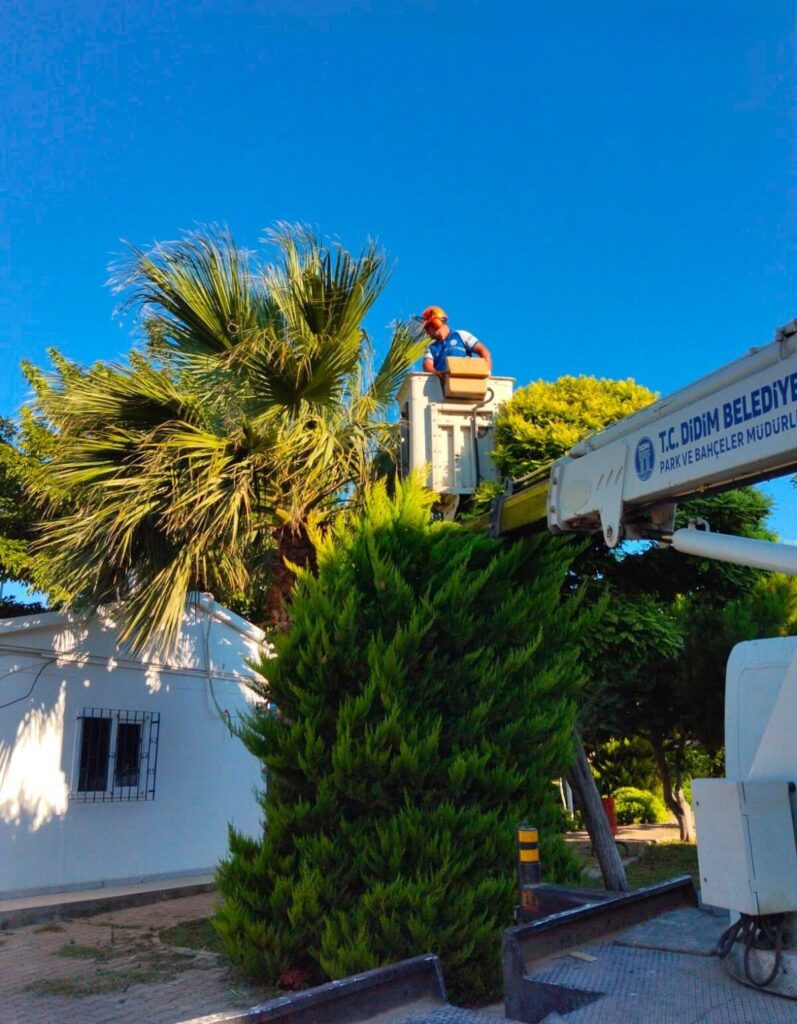 Didim Belediyesi kent genelindeki bakım çalışmalarını aralıksız sürdürüyor 5 didim belediyesi kent genelindeki bakim calismalarini araliksiz surduruyor 70d318006592