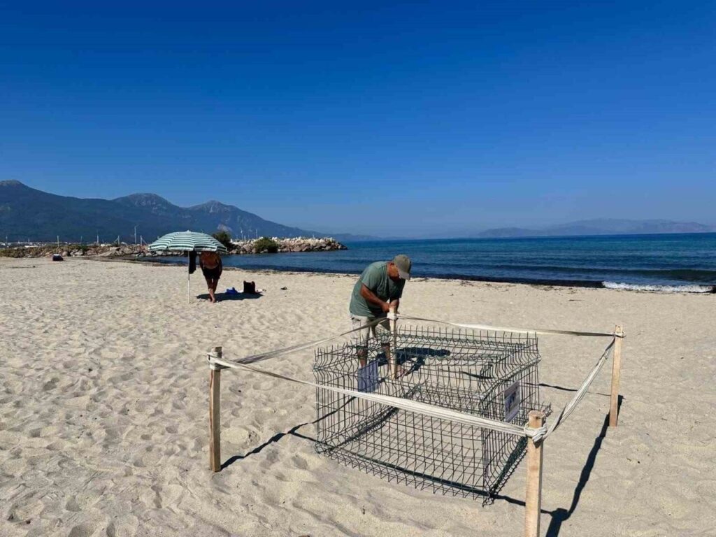 duyarli genclerin ihbari sayesinde caretta yuvasi koruma altina alindi 41088728439a
