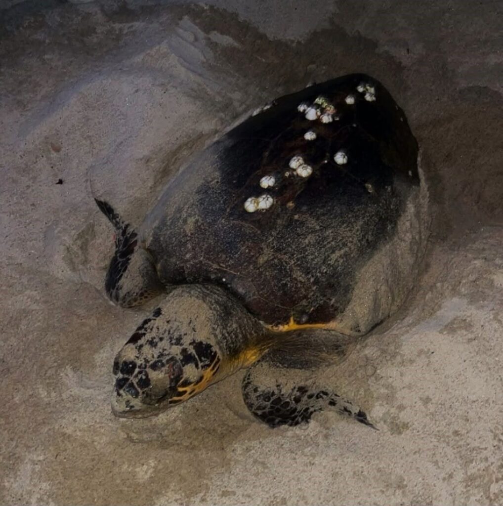 duyarli genclerin ihbari sayesinde caretta yuvasi koruma altina alindi 7e47eeac705a