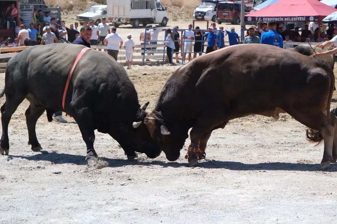 Ege’nin pehlivan boğaları Germencik’te arenaya çıktı