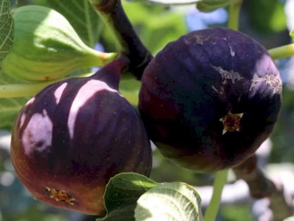 incirde hasat ve ihracat tarihi belli oldu 876c3f4baa5a