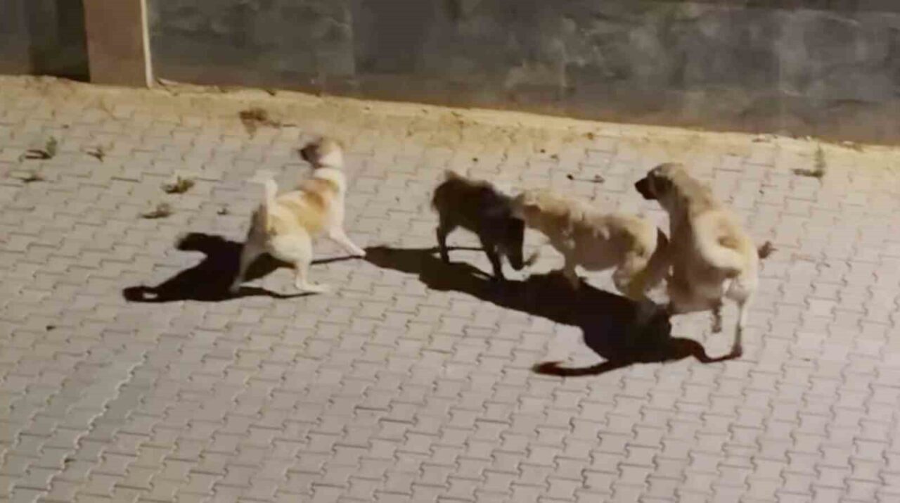 Kangalın saldırdığı yaban domuzunu sürüsü kurtardı