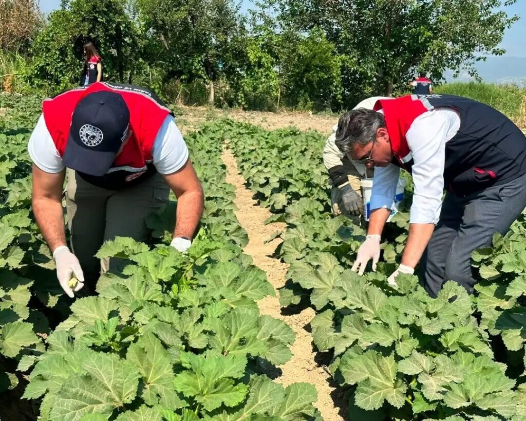 kocarli aydinin bamya uretimindeki liderligini surduruyor de2a5be546c8