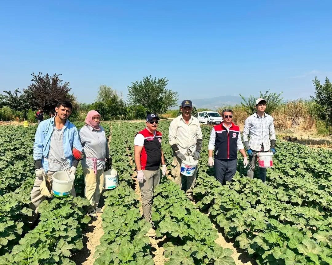 Koçarlı, Aydın’ın bamya üretimindeki liderliğini sürdürüyor