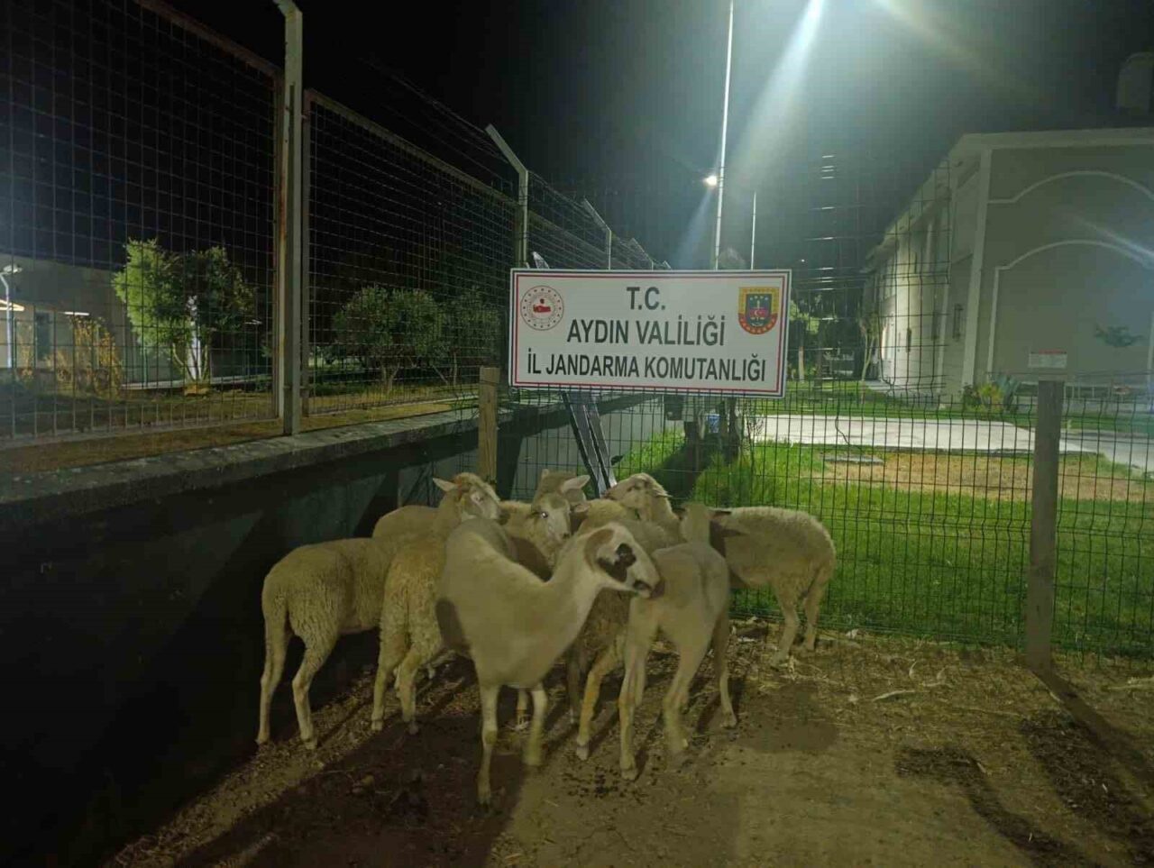 kocarlida 15 koyun evin bahcesinden calindi 4090b3b341a0