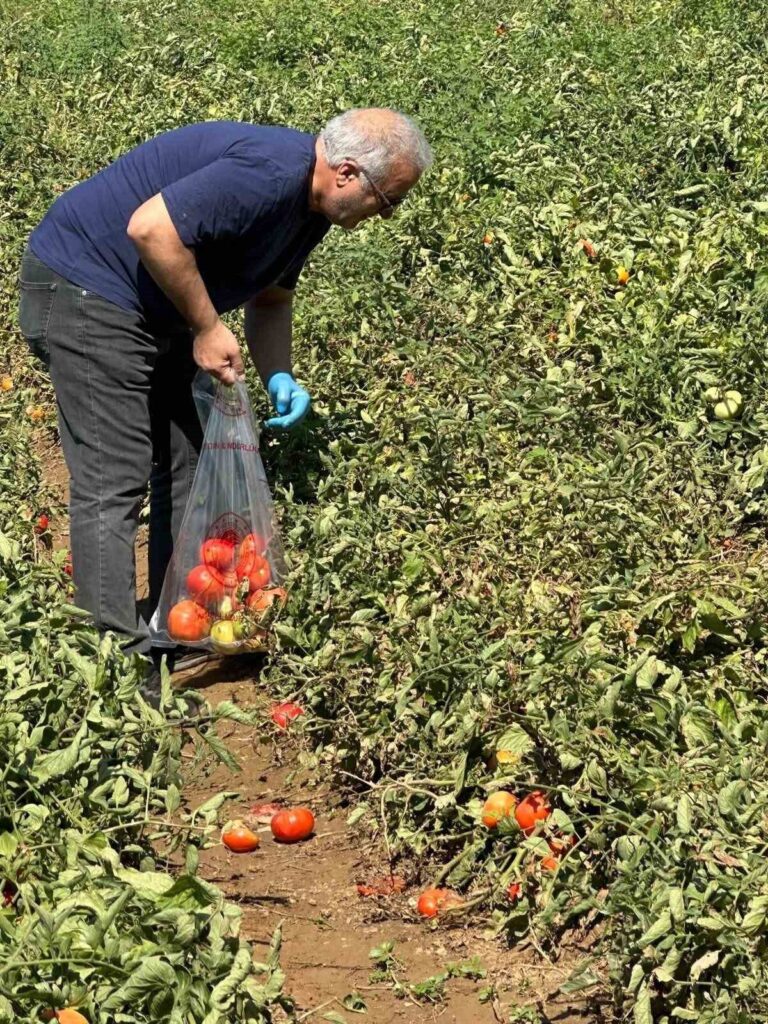 koskte domateste hasat oncesi ilac kalintisi denetimi basladi 0aab963c3355