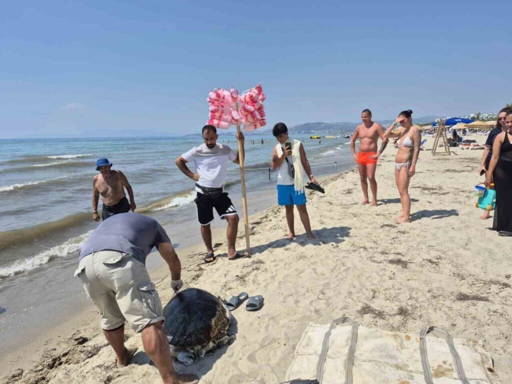 uremek icin geldikleri kiyilarda 3 caretta caretta olu bulundu 1eadb2d118c9