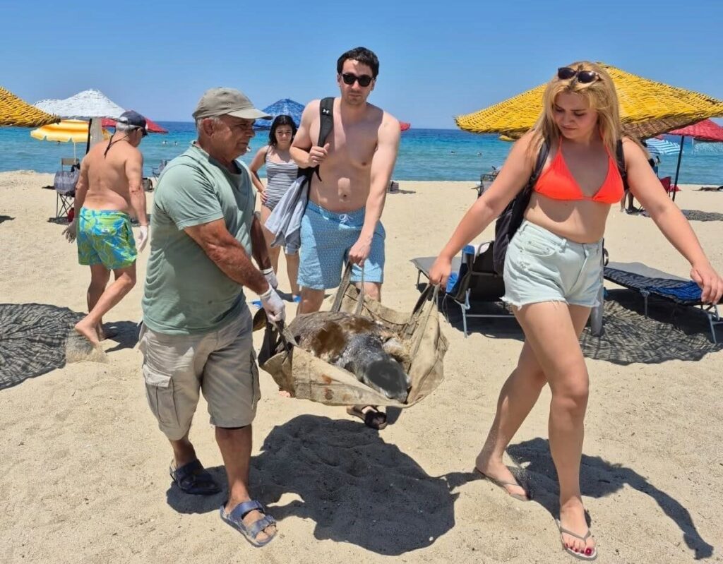 uremek icin geldikleri kiyilarda 3 caretta caretta olu bulundu 8fd0fffb4ea7