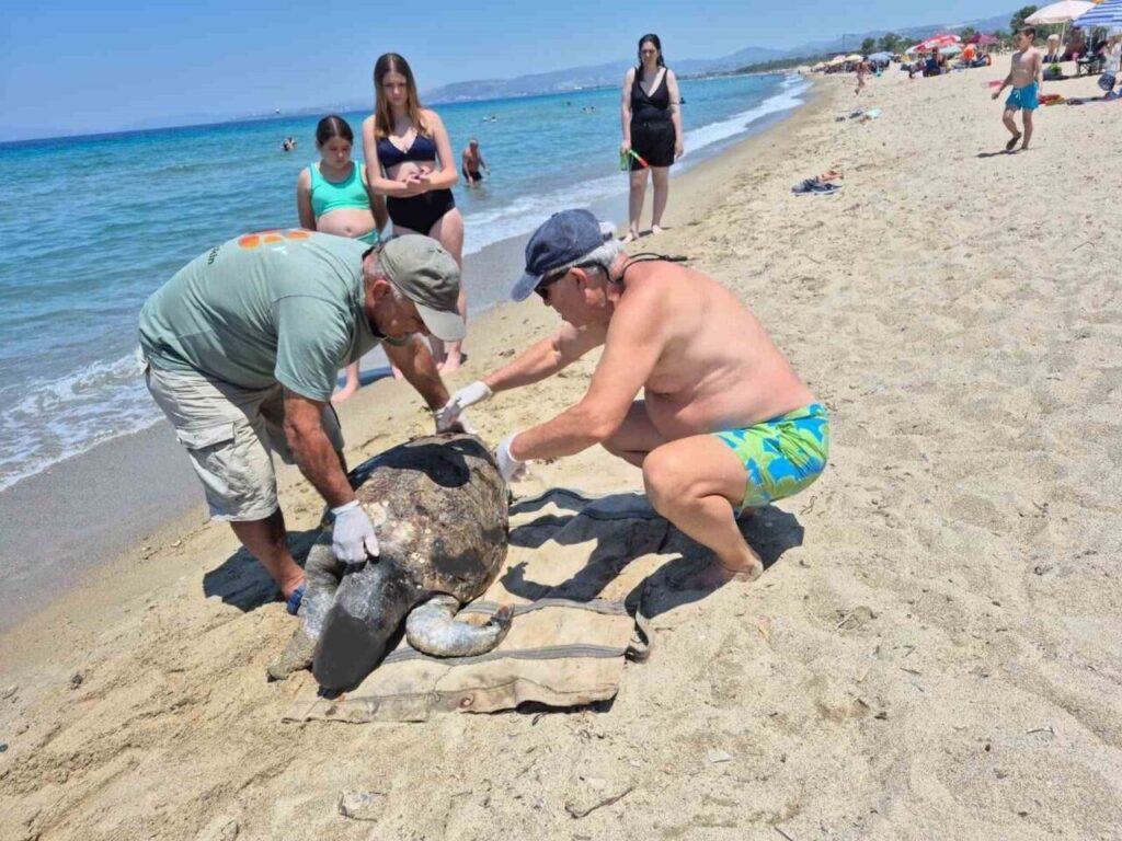 uremek icin geldikleri kiyilarda 3 caretta caretta olu bulundu a5f4a4877bd5