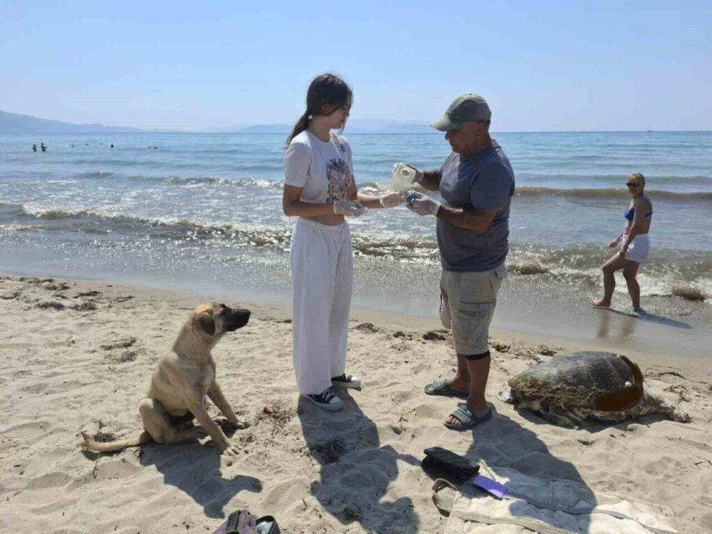 uremek icin geldikleri kiyilarda 3 caretta caretta olu bulundu f71426072721