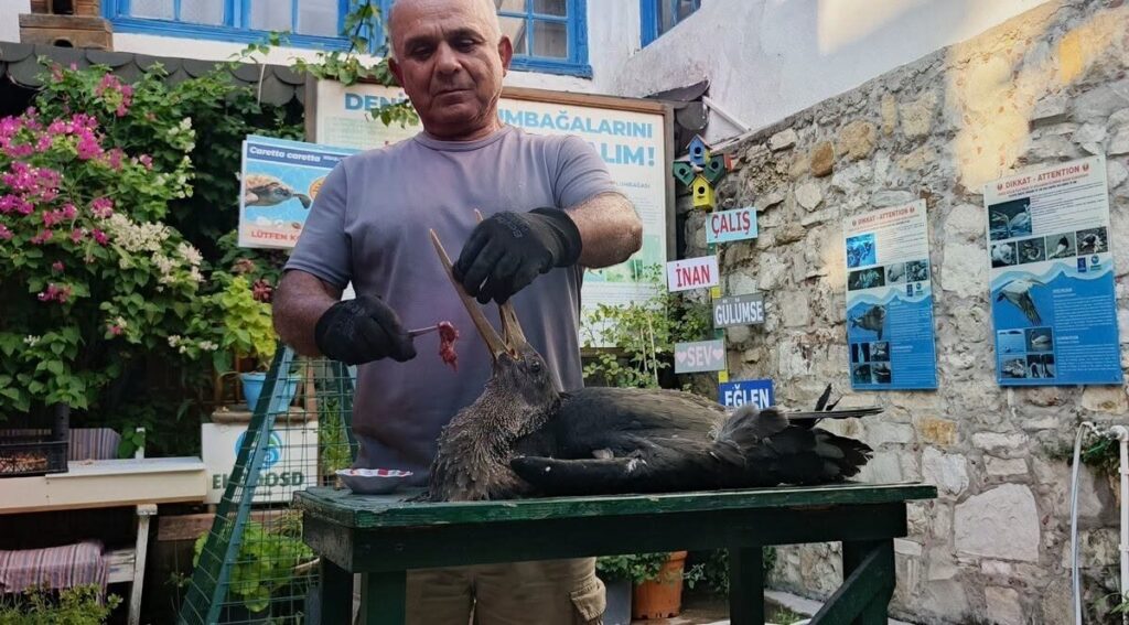 Aydın'da karaleyleği 'vicdan' hayatta tuttu 4 vicdani yarali karaleylegi hayata bagladi 54004cf5ade1