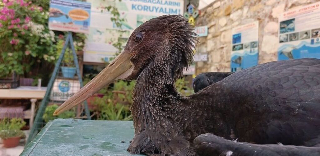 Aydın'da karaleyleği 'vicdan' hayatta tuttu 5 vicdani yarali karaleylegi hayata bagladi 7089afdfe4ea