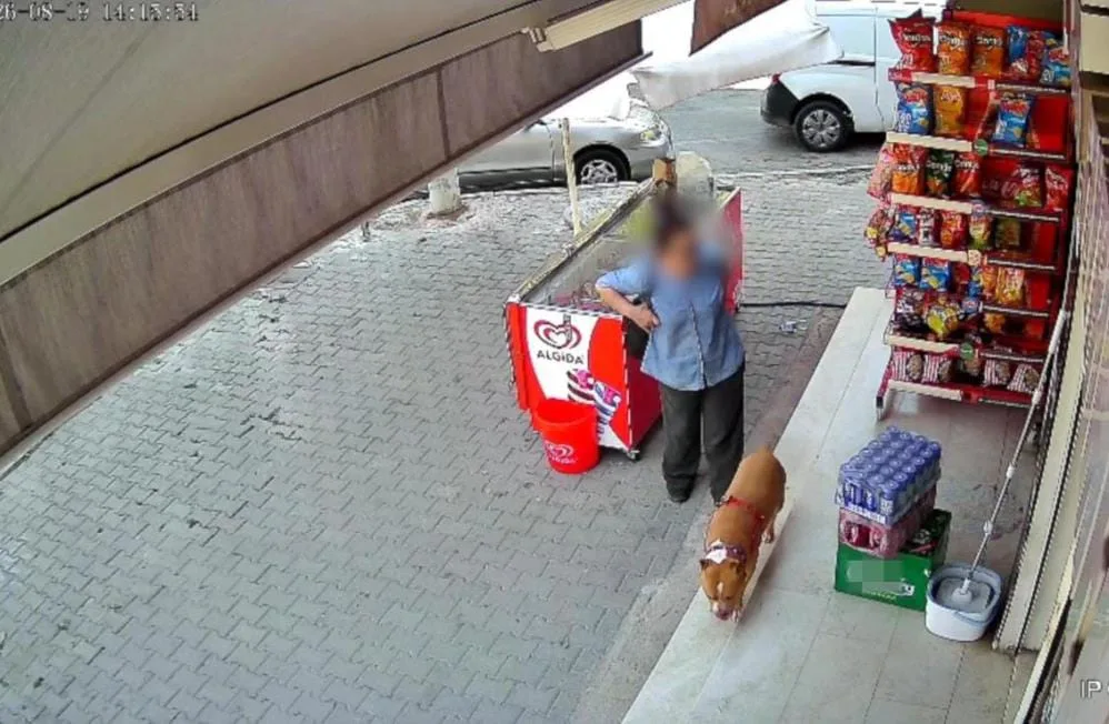 Pitbull saldırısı: 5 çocuk annesi kadının parmağı koptu