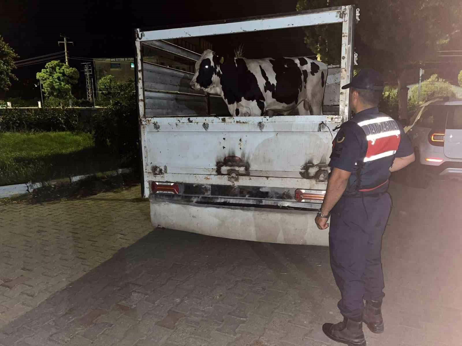 Çine’deki 365 bin liralık hayvan dolandırıcılığı jandarmaya takıldı
