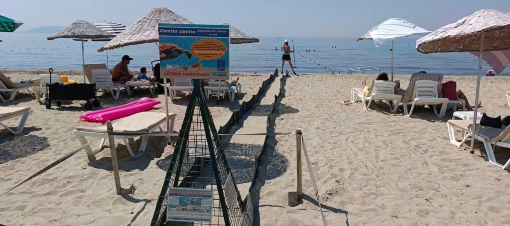 deniz kaplumbagalarinda yavru cikislari suruyor f483a626635a