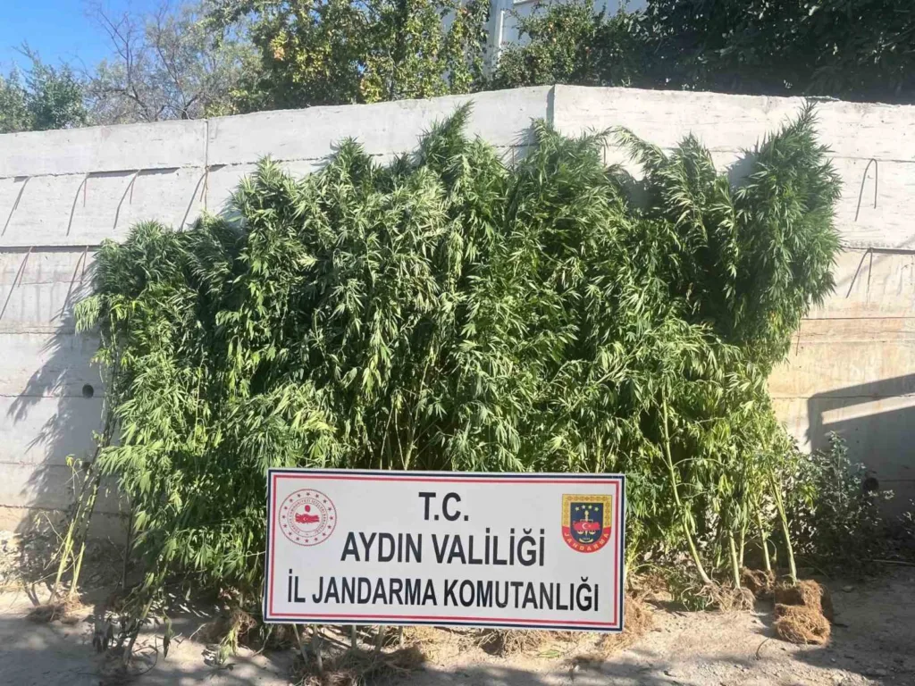 efelerde ikamette 250 kok kenevir ele gecirildi 4786432e1f82