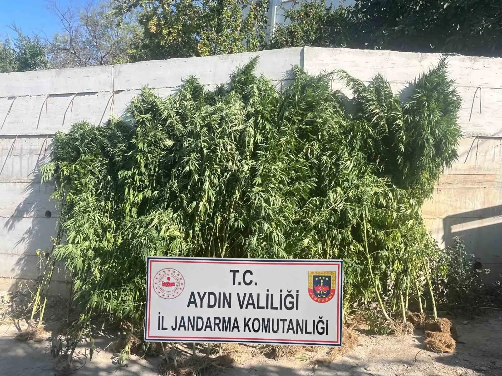 efelerde ikamette 250 kok kenevir ele gecirildi 4786432e1f82