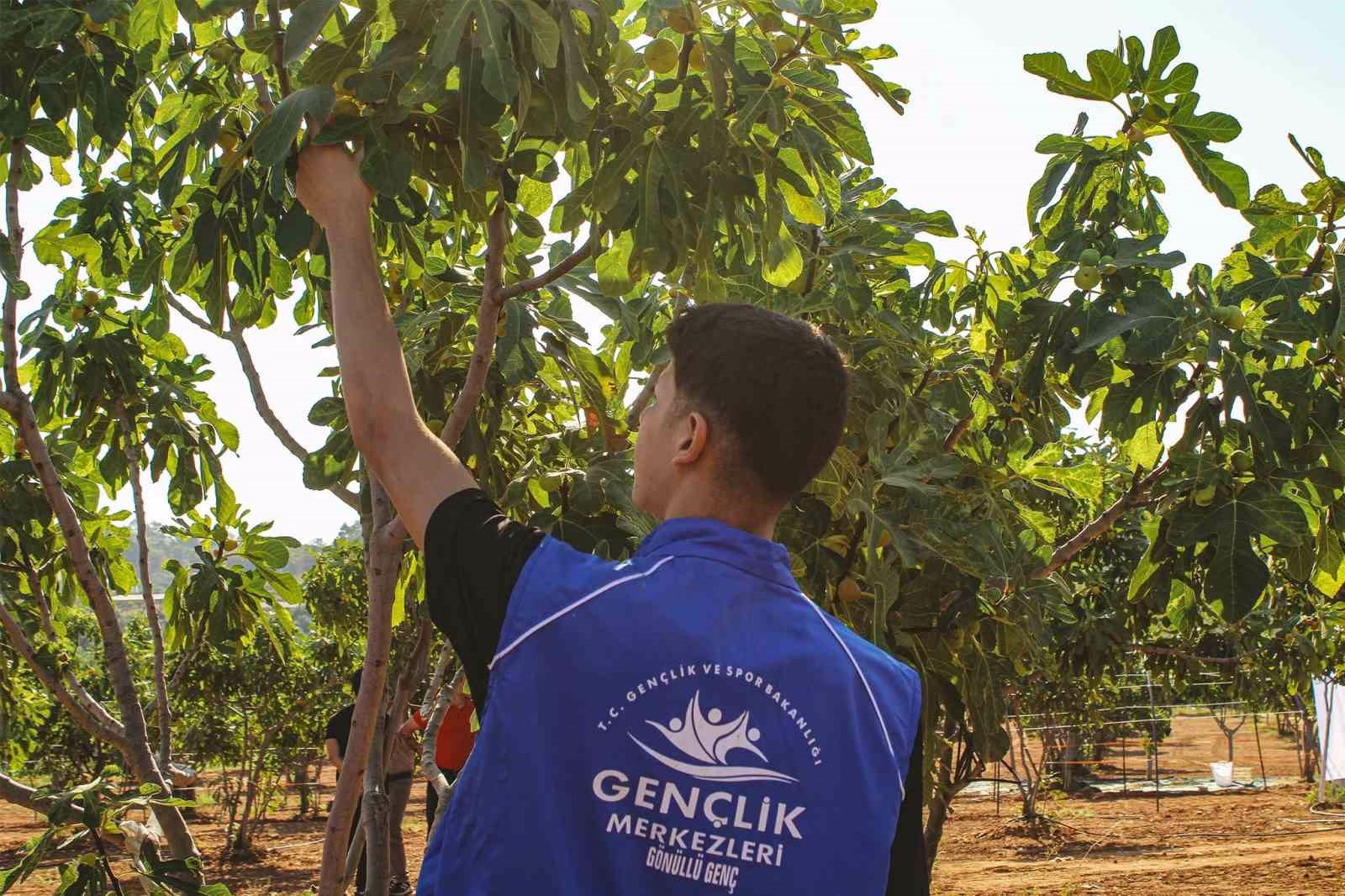 Germencik’te gönüllü gençler incir hasadına katıldı 3 Germencik’te gönüllü gençler incir hasadına katıldı