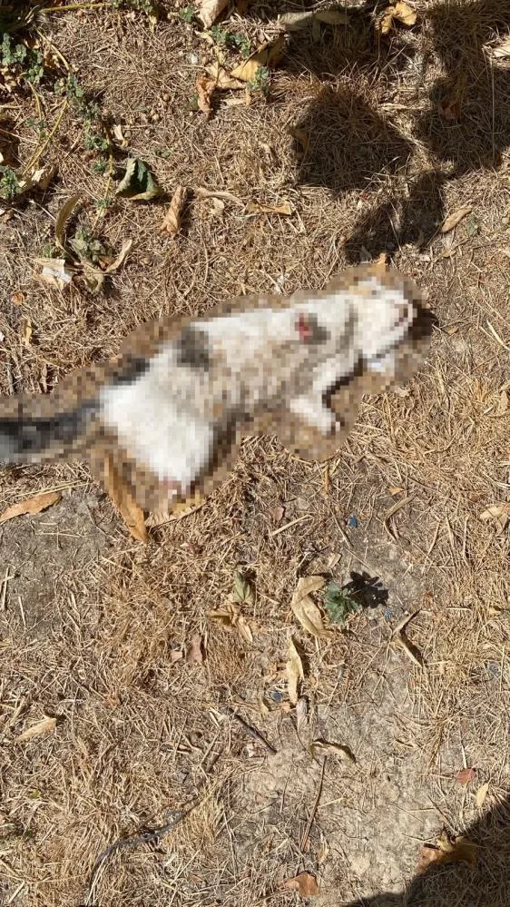 Olmaz olsun böyle insanlık: Kedinin bacakları kesilmiş!
